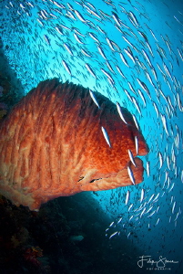 "It's raining fish", Banda sea, Indonesia. by Filip Staes 